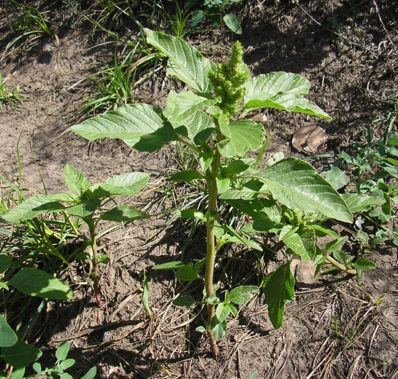Щирица запрокинутая (Amaranthus retroflexus l.)