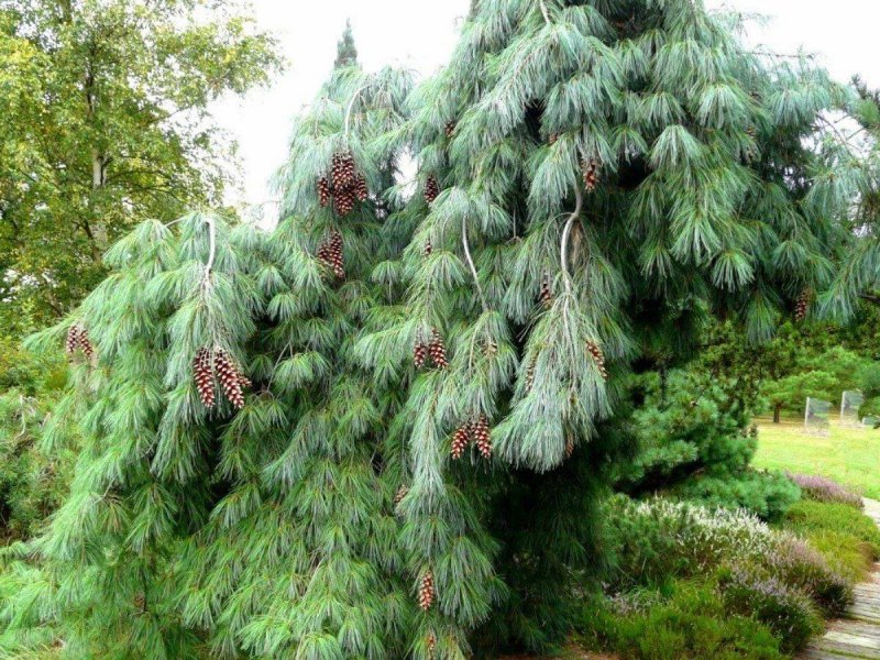 Pinus strobus (сосна Веймутова) 'pendula'