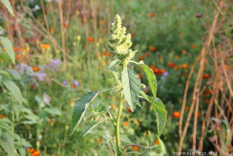 Щирица запрокинутая (Amaranthus retroflexus l.)