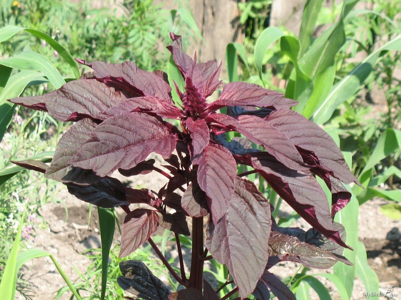 Amaranthus cruentus Амарант