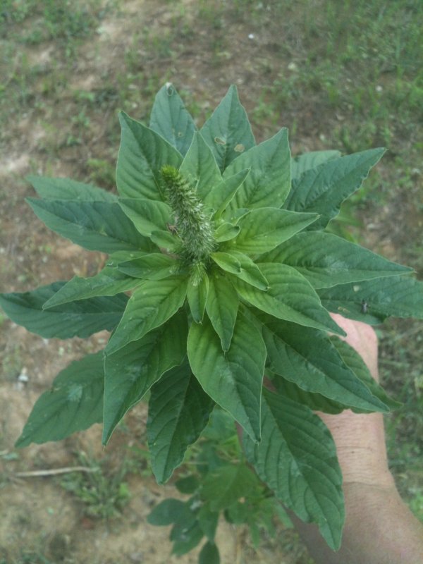Щирица запрокинутая Amaranthus retroflexus