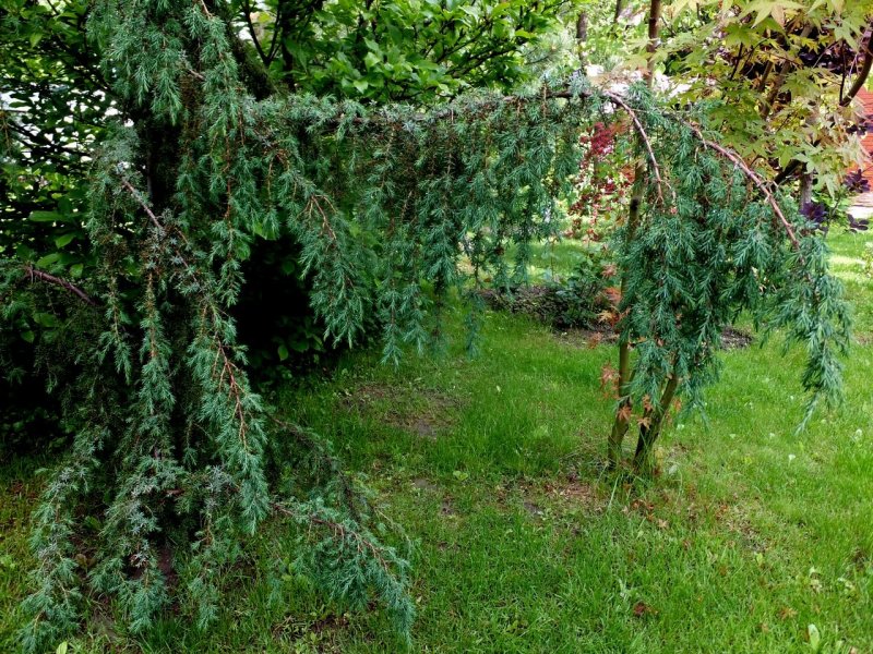 Можжевельник Плакучий Хорстманн
