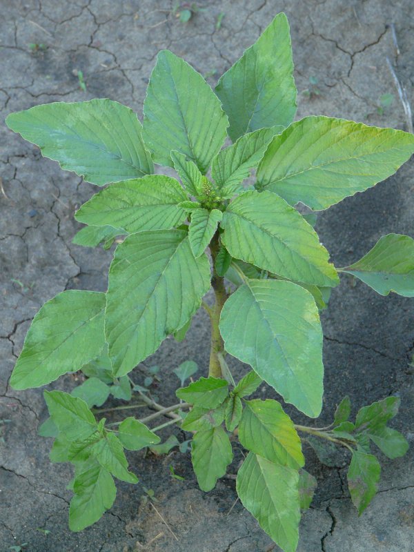 Щирица запрокинутая Amaranthus retroflexus