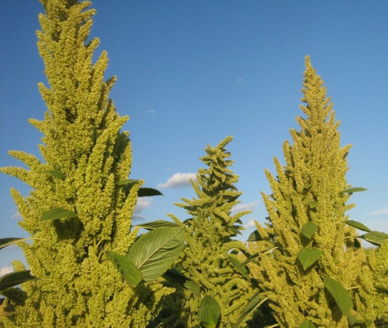 Амарант Колосистый (Amaranthus retroflexus l.)
