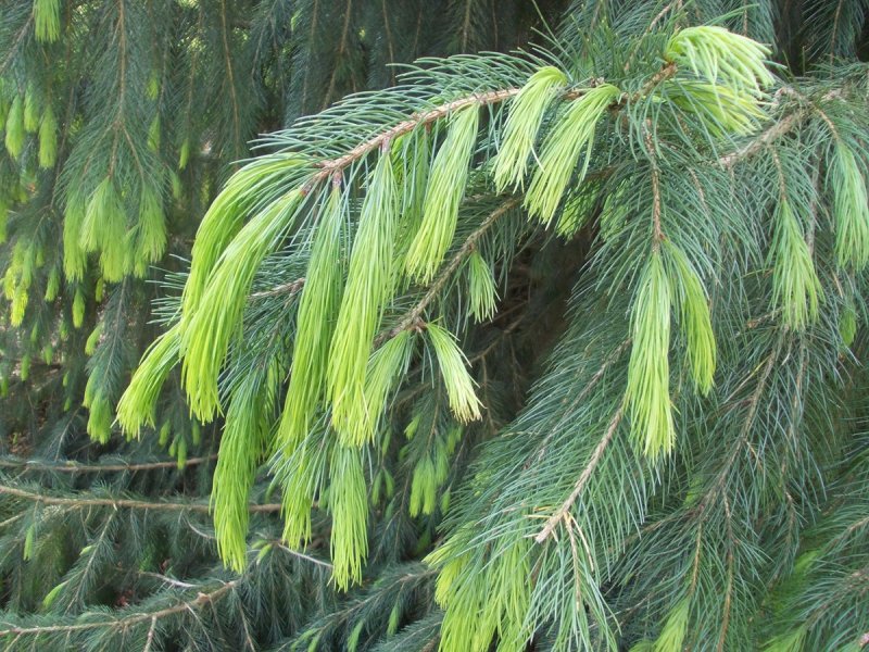 Picea smithiana