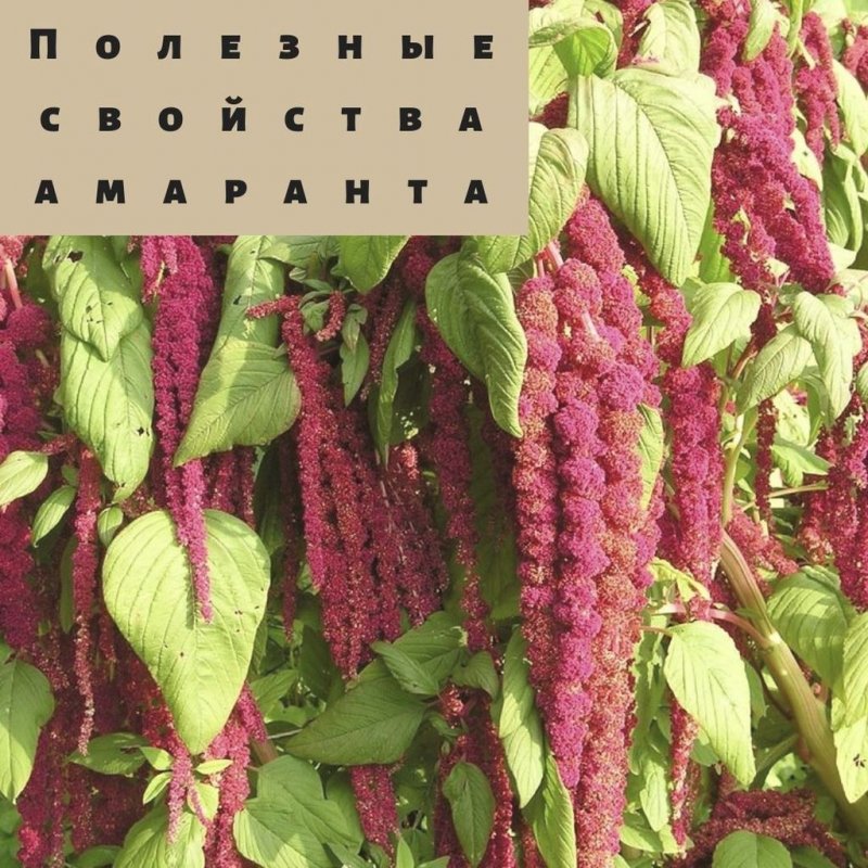 Амарант запрокинутый