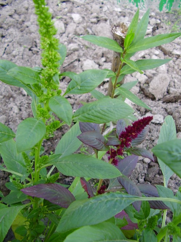 Щирица запрокинутая Amaranthus retroflexus