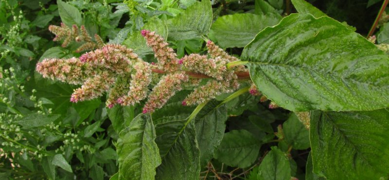 Щирица запрокинутая Amaranthus retroflexus