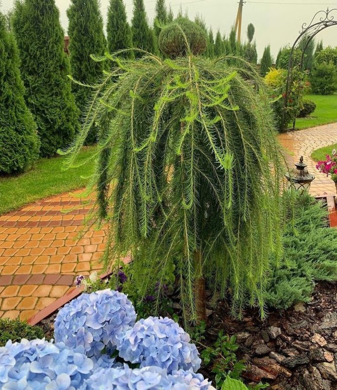 Лиственница европейская плакучая