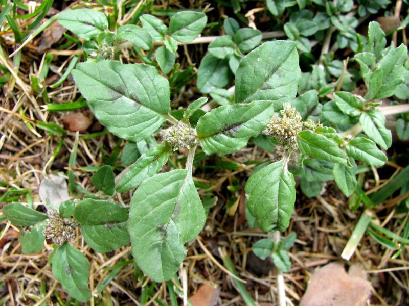 Amaranthus retroflexus