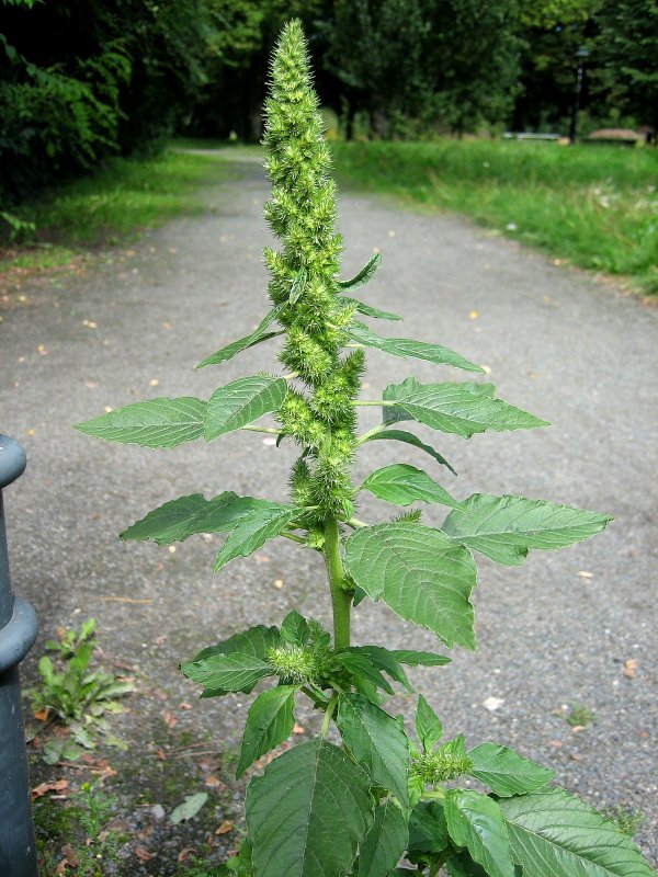 Щирица запрокинутая Amaranthus retroflexus