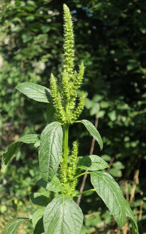 Амарант запрокинутый (Amaranthus retroflexus)