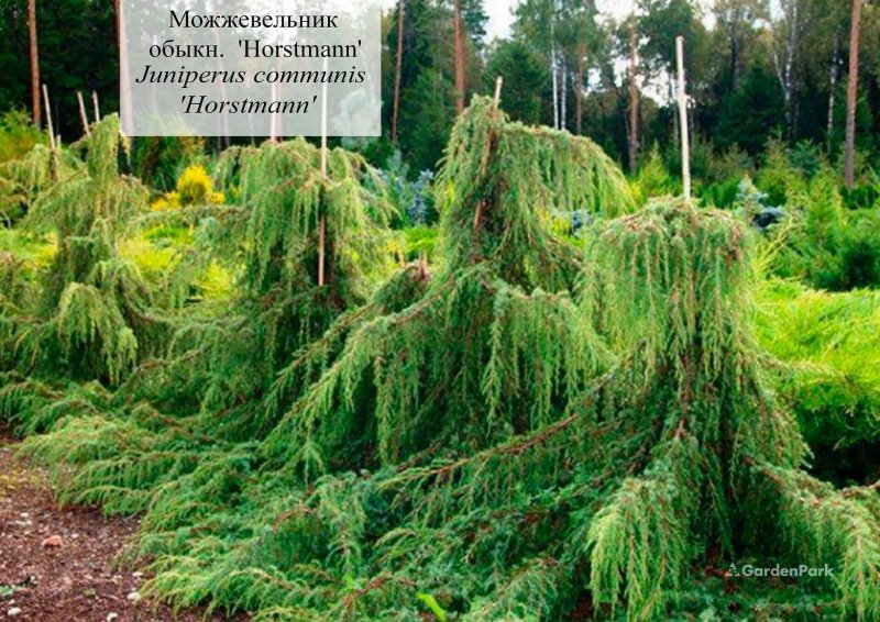 Можжевельник обыкновенный Horstmann