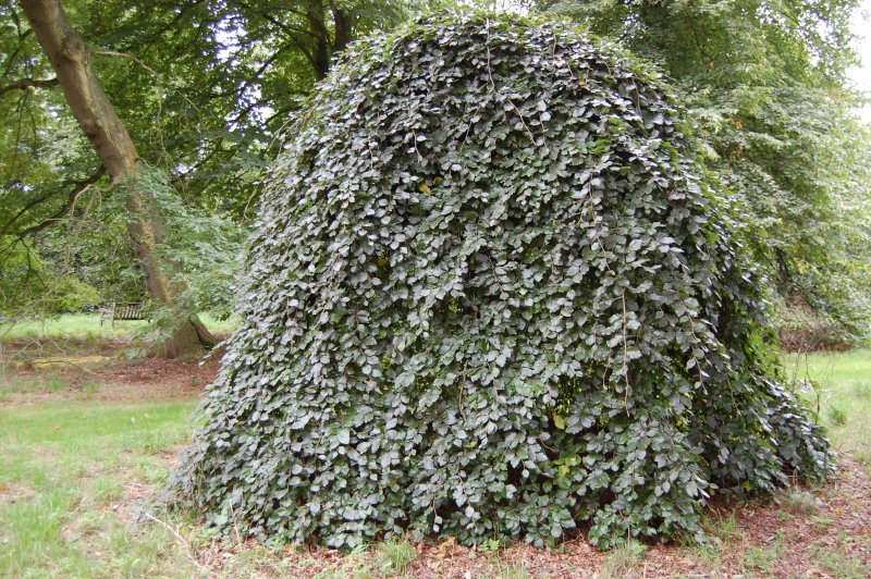 Fagus sylvatica Пендула