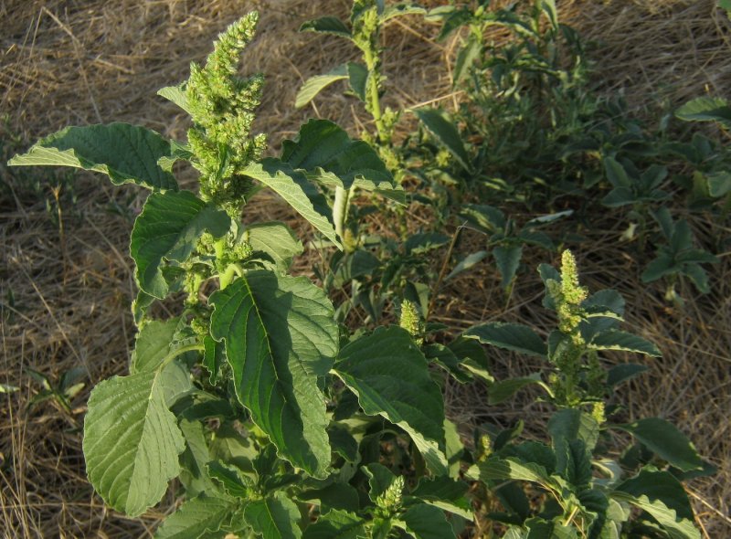 Щирица запрокинутая Amaranthus retroflexus