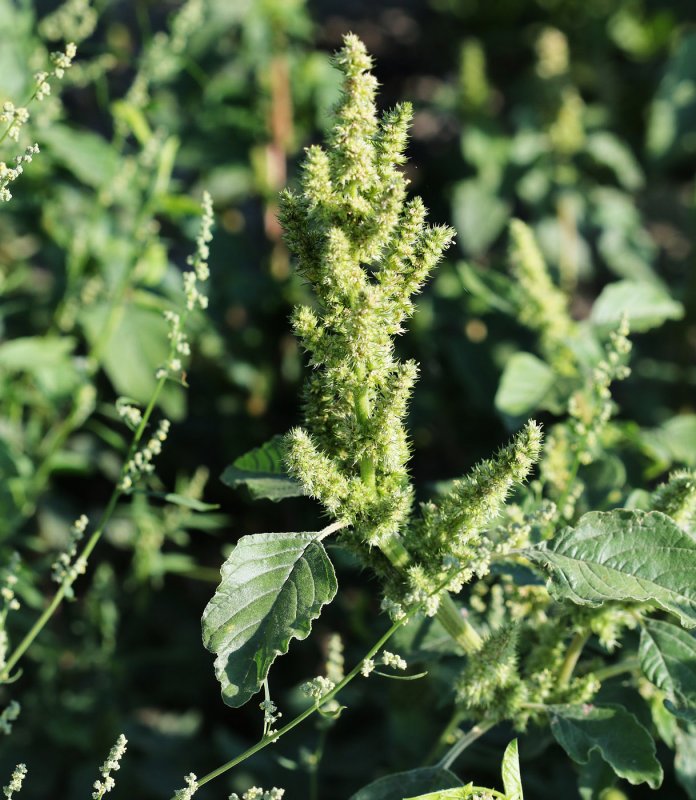 Щирица запрокинутая Amaranthus retroflexus