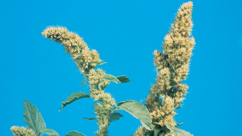 Amaranthus cruentus Амарант