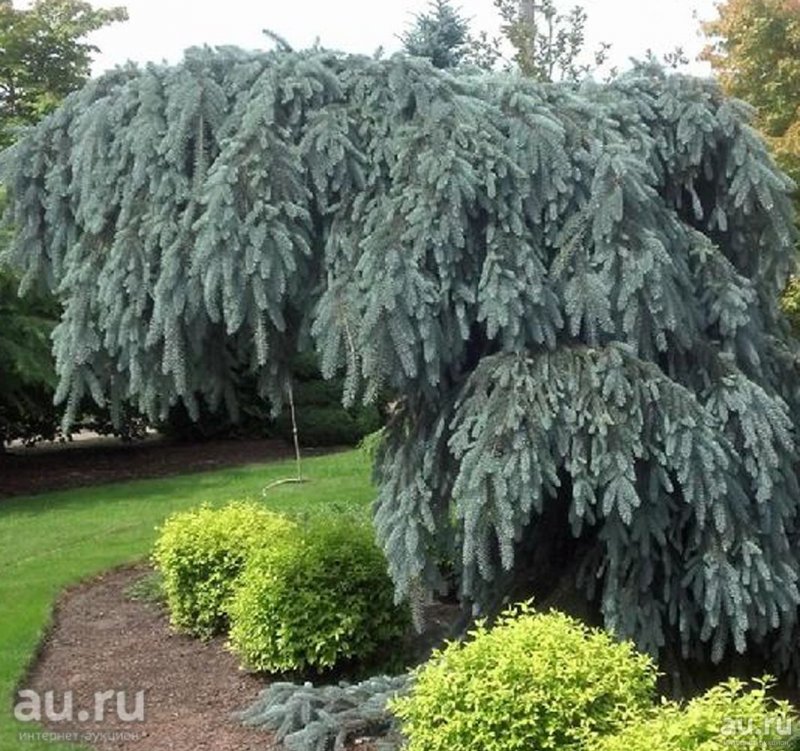 Ель колючая glauca pendula