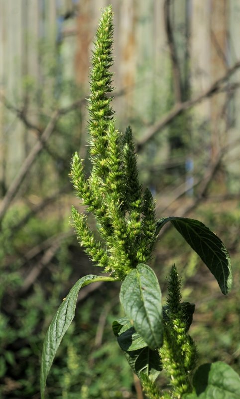 Амарант Колосистый (Amaranthus retroflexus l.)