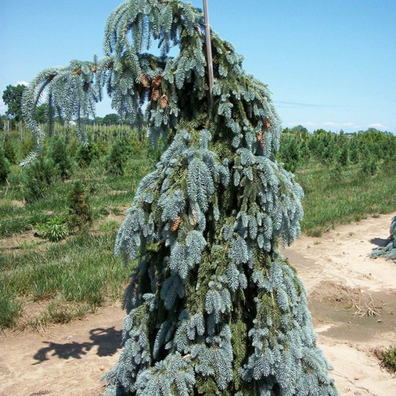 Ель Сербская Пендула Глаука