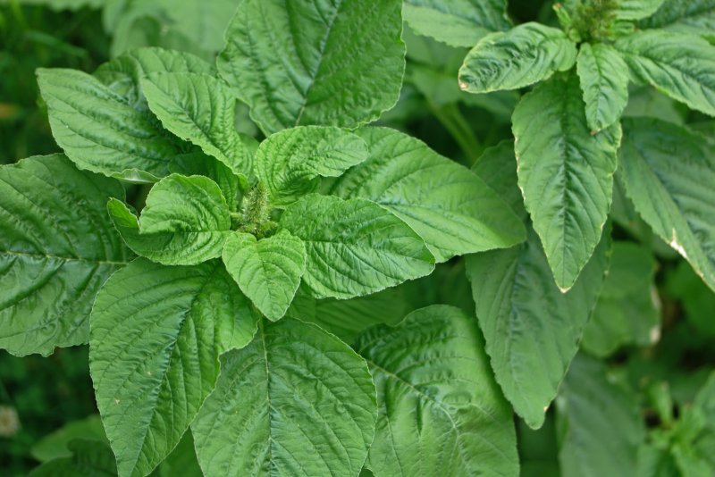 Щирица обыкновенная (Amaranthus retroflexus)