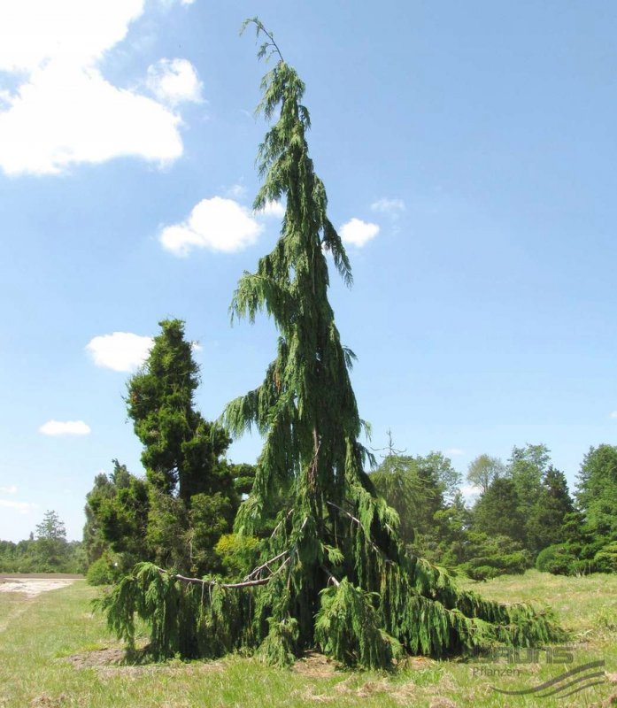 Кипарисовик нутканский pendula