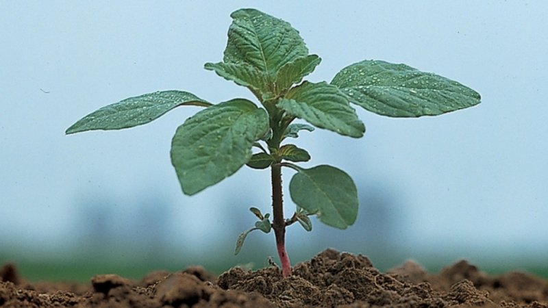 Щирица запрокинутая Amaranthus retroflexus
