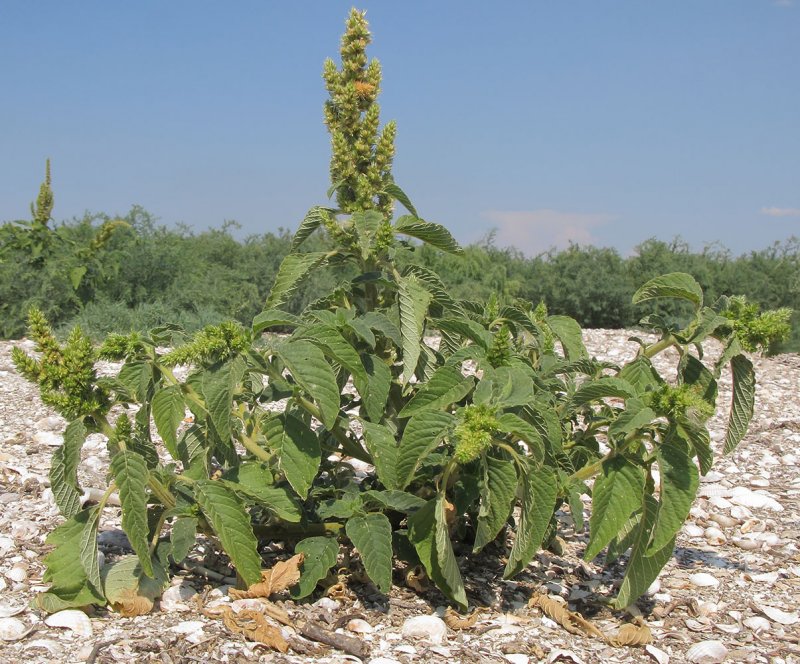 Щирица запрокинутая Amaranthus retroflexus