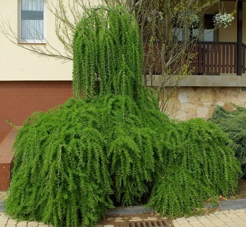 Лиственница Ларикс Пендула