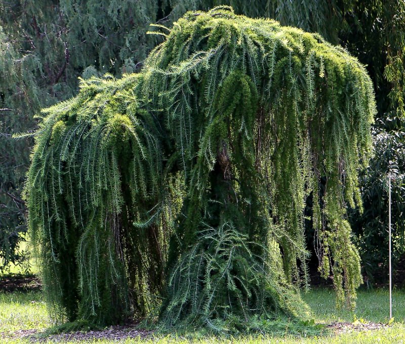 Лиственница европейская pendula