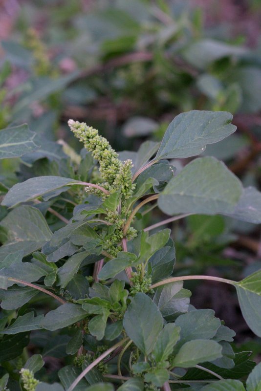 Щирица запрокинутая Amaranthus retroflexus