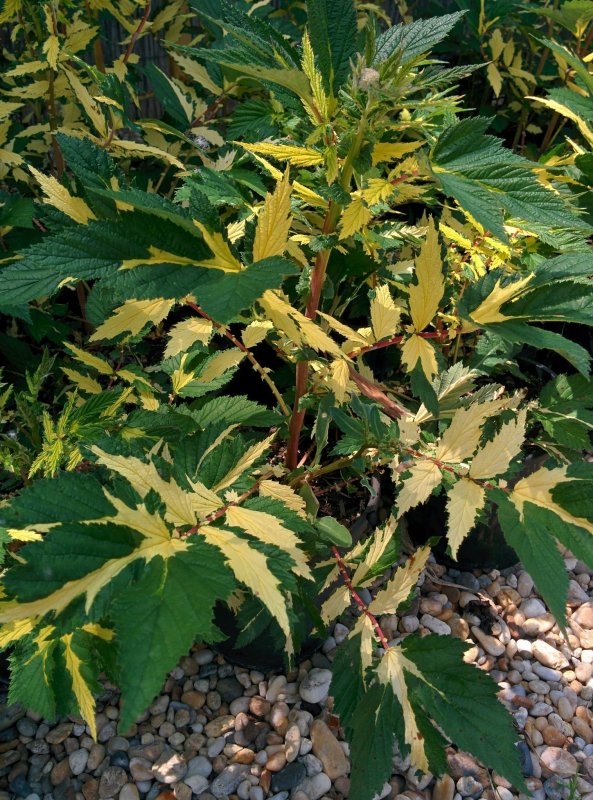 Лабазник вязолистный variegata