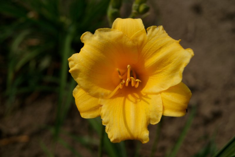 Лилейник Stella de Oro