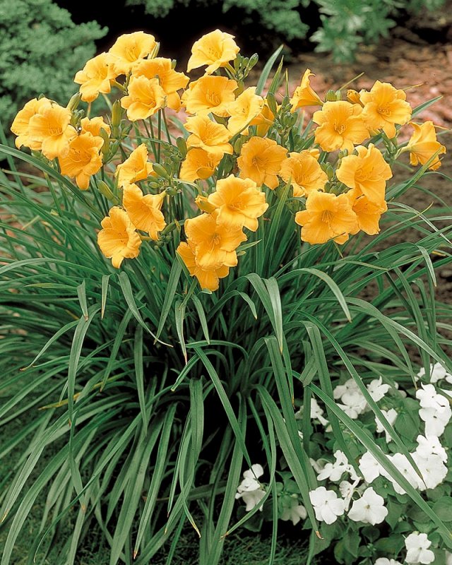 Лилейник гибридный Stella de Oro