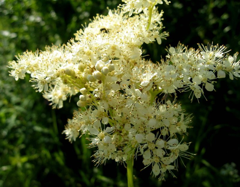Таволга/лабазник вязолистный Ulmaria variegata