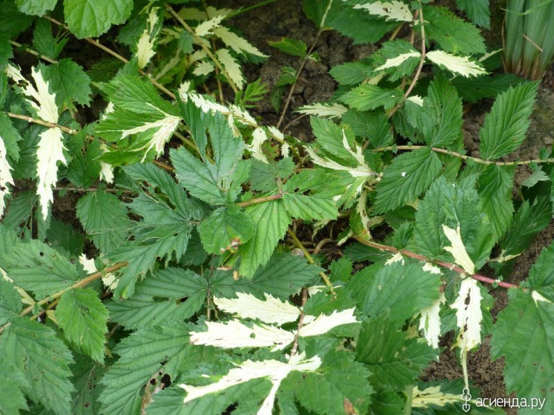 Лабазник вязолистный (Filipendula Ulmaria)