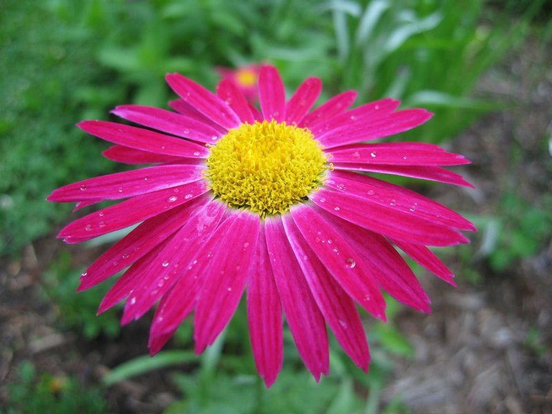 Пиретрум Tanacetum Garden Treasure
