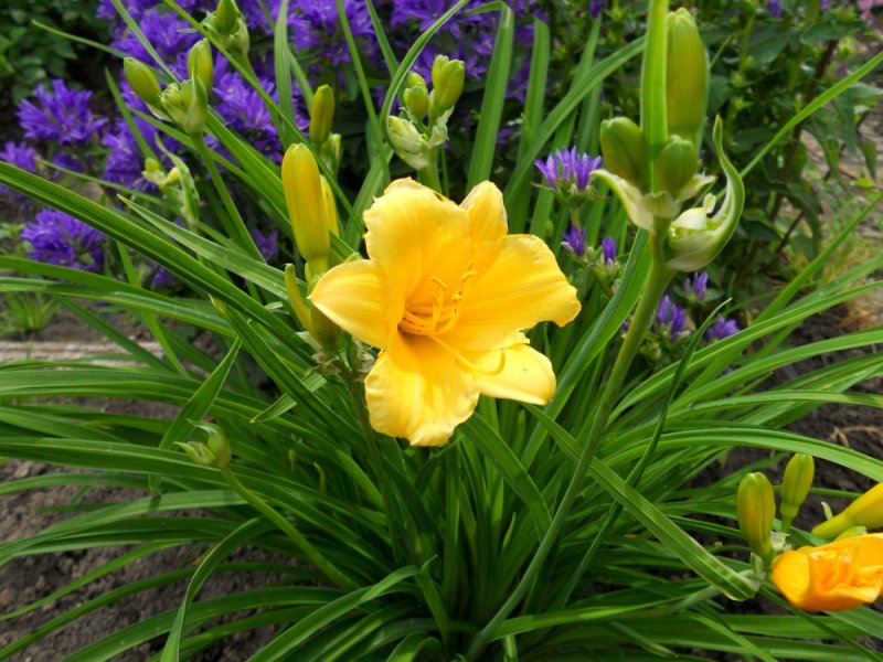Лилейник гибридный Stella de Oro