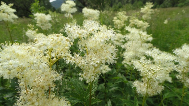 Лабазник вязолистный variegata