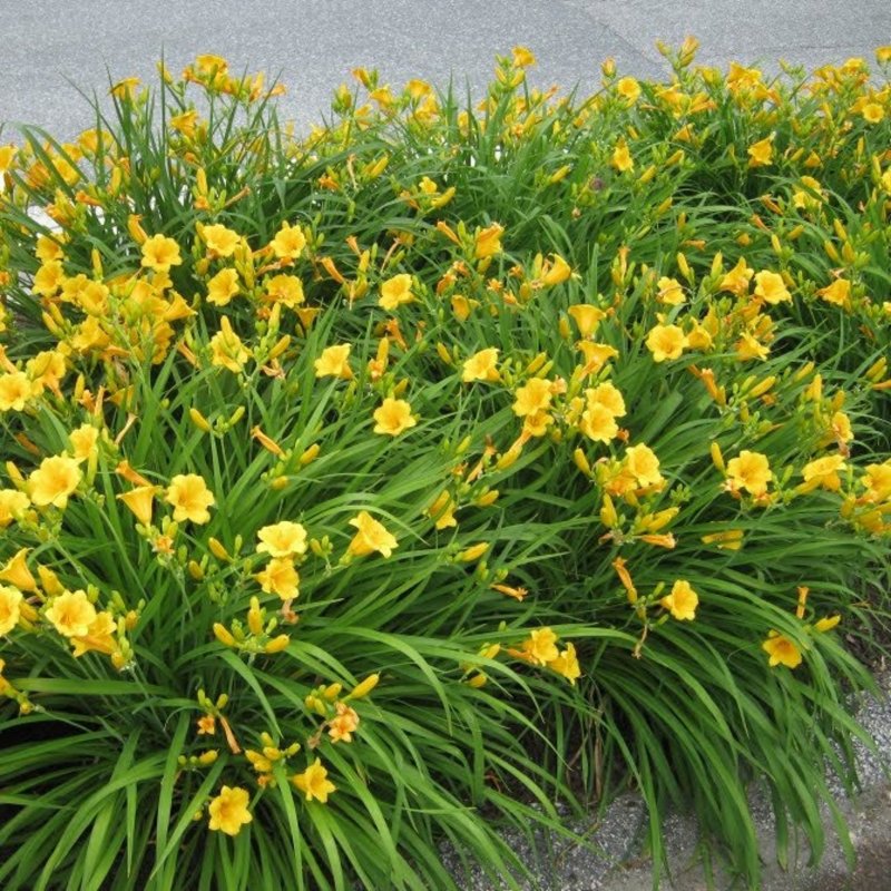 Лилейник гибридн. «Stella de Oro»