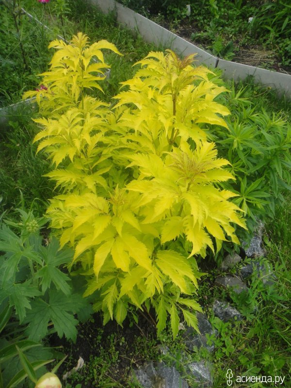 Лабазник вязолистный 'Aurea'