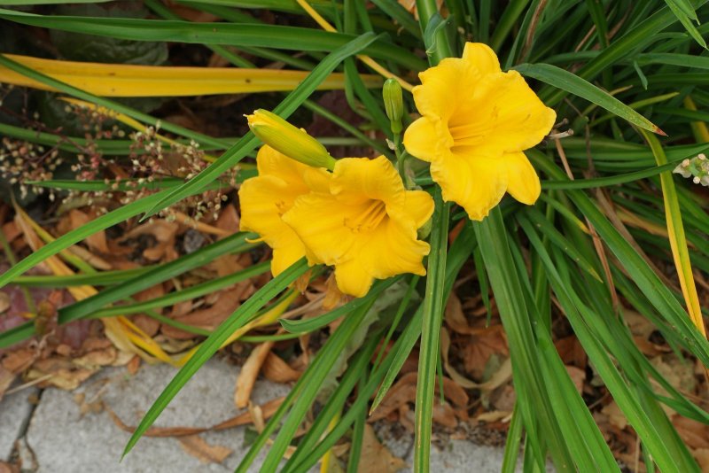 Лилейник гибридный Stella de Oro