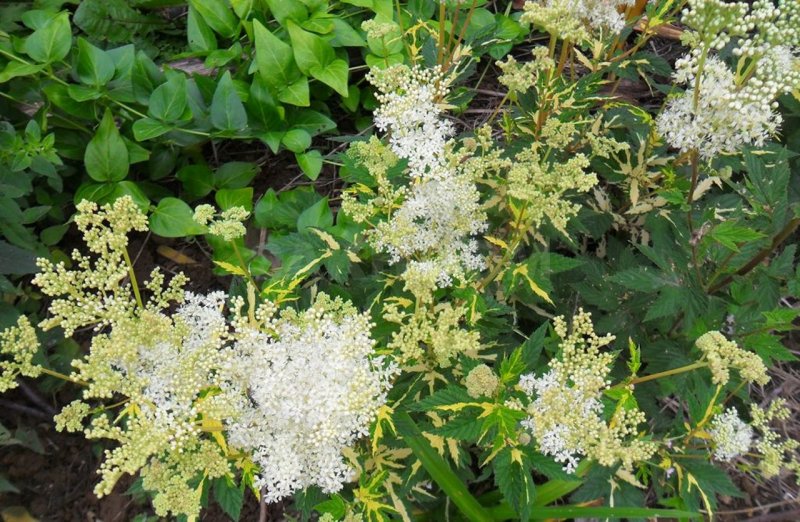 Таволга вязолистная variegata