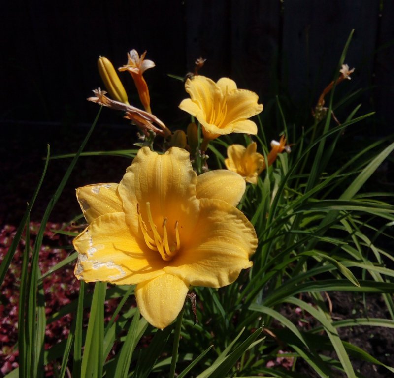 Hemerocallis Mini Stella