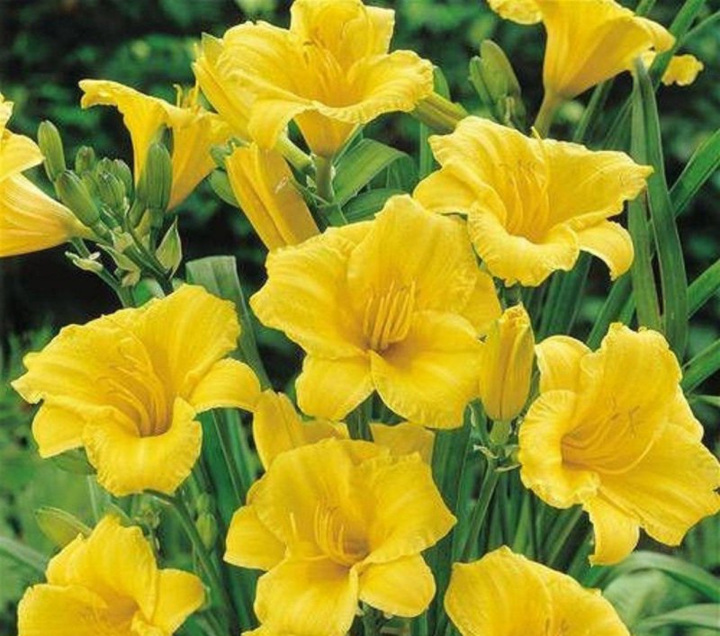 Hemerocallis Stella de Oro