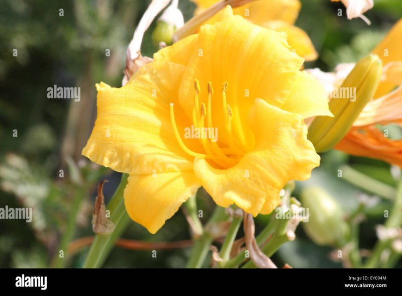 Лилейник Golden Chimes
