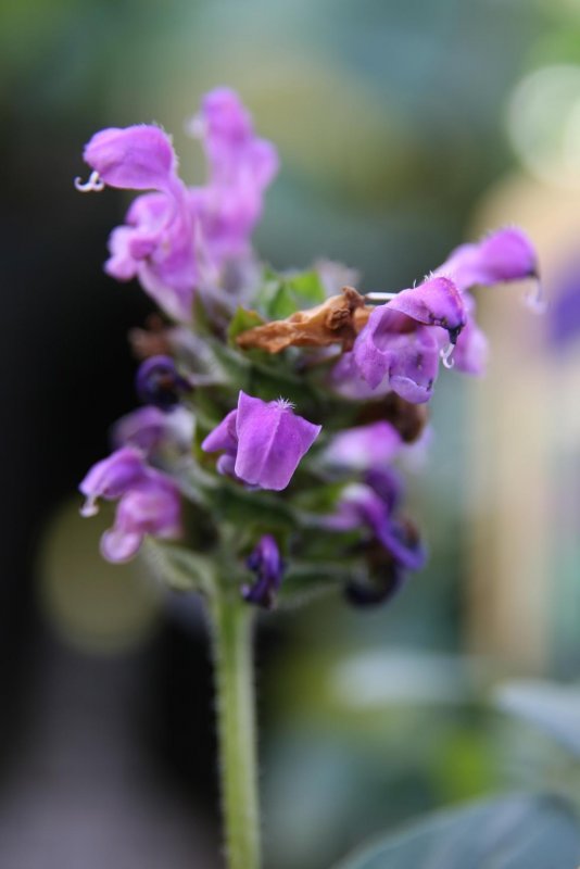 Prunella Song