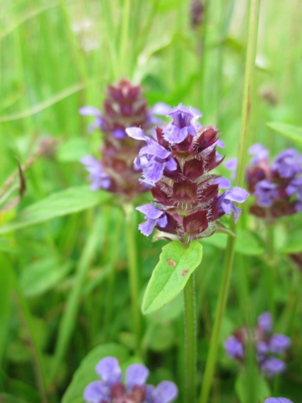 Strigosella grandiflora