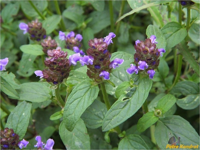 Prunella vulgaris l.