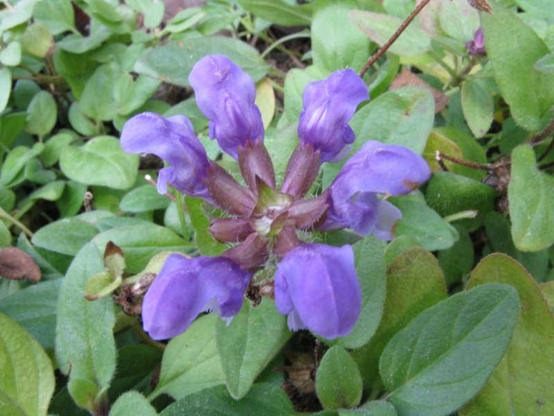 Prunella grandiflora (l.) Scholler,